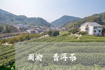 周渝 普洱茶/2023042853334